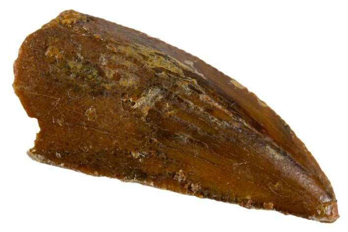 Serrated Raptor Tooth - Real Dinosaur Tooth #305543